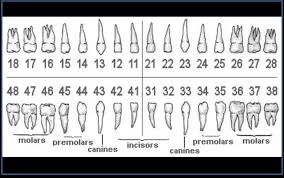 Teeth Names And Numbers Efficient Dental Chart With Teeth