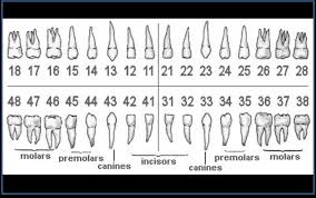 teeth names and numbers efficient dental chart with teeth