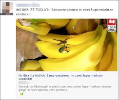 Giftigste spinne der welt in harzer supermarkt? Bananenspinne Im Supermarkt Entdeckt