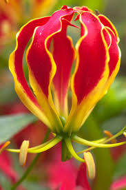 Image result for Gloriosa superba