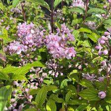 Image result for Deutzia x hybrida ′Mont Rose