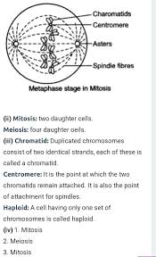 We did not find results for: Draw A Well Labelled Diagram To Show The Metaphase Stage Of Mitosis Division In Animal Cell Having 4 Brainly In