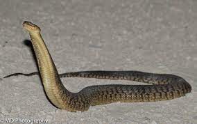 We have some absolutely gorgeous florida green snakes for sale at the lowest prices online. Florida Green Watersnake Florida Backyard Snakes