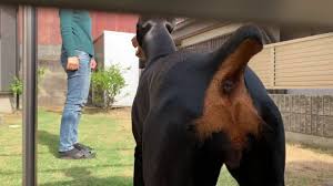 Von Doberman Egitim Serisi Doberman Hayvanlar Kopek