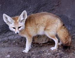 7 Domesticated Pet Foxes - Hubpages