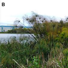 Image result for Utricularia baoulensis