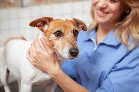 Activated Charcoal For Dogs Great Pet Care