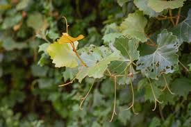 Image result for Glyphaea tomentosa