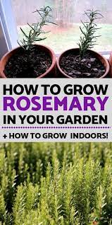 Growing Rosemary In Your Herb Garden Indoors Or Out In 2020 Growing Rosemary Rosemary Plant Herb Garden Design