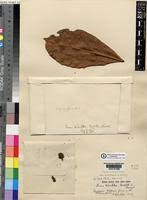 Image result for Ficus tesselata