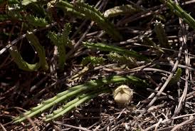Image result for Huernia occulta