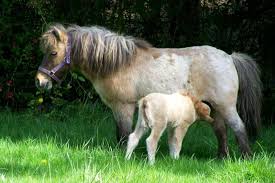 Do you suppose white tall dresser appears great? The Basics You Need To Know About Miniature Horses A Traditional Life