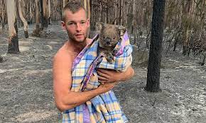 Animals don't make good pets. Hero Who Saved Nine Koalas From Bushfires Shares Photo Marsupial Wrapped In Blanket Daily Mail Online