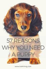 A Dog Is Often Said To Be Man S Best Friend And Also The Most Loyal It S A Companion That Accompanies You Eve House Training Dogs Puppies Puppies Dog Training