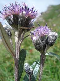 Image result for Bothriocline quercifolia