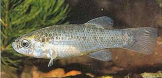 Image result for Orestias