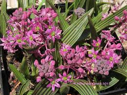 Image result for Ledebouria cooperi