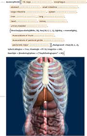 Head of rib and tubercle. Visualizing Anatomy Wolfram Blog
