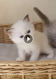 oyuncu kedi sevimli kediler kedi