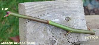 Image result for cuttings of roses