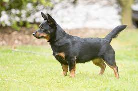 Lancashire Heeler Breeds A To Z The Kennel Club