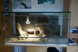 Bartagamen Mit Terrarium Zubehor Zuchtbox Bartagame