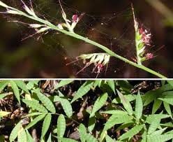 Image result for Oplismenus