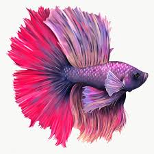 Download Premium Png Of Purple And Pink Betta Fish Design Element 2330719 In 2020 Fish Design Betta Fish Betta