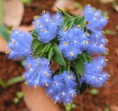 Image result for Cyanotis vaga