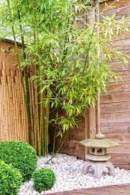 Culms turn black within about three years. Use Of Bamboo In Landscaping Greenmylife