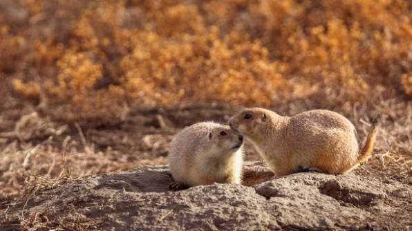 30+ Black Tailed Prairie Dog In Badlands National Park South Dakota Stock Photos, Pictures & Royalty-Free Images - iStock