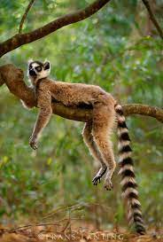 008403 01 Frans Lanting Stock Frans Lanting Animals Beautiful Animals Wild