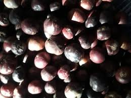 Image result for Bivinia jalbertii