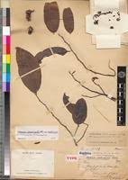 Image result for Uvaria acuminata