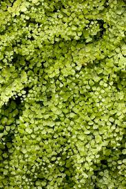 Image result for Adiantum capillus-veneris