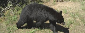 Bear that broke into Swan Valley home for pumpkin pie euthanized after second incident
