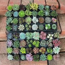 Check spelling or type a new query. The Succulent Source Succulentsource Twitter