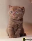 Available British Shorthair Kittens For Sale & Cats For ...