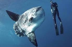 Mighty molas are often seen in monterey bay from whale watching boats, especially when jellies are. Face To Face With The Ugly Marvelous Mola Mola Scientific American Blog Network