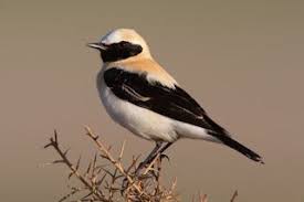 Pin On Photos Birds With Their Names صور الطيور مع اسمائها