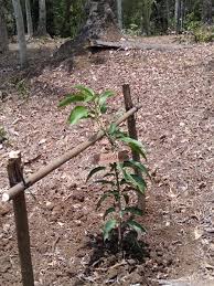 Du kannst den baum aber auch in deinen garten stellen. Was Ist Eine Baum Patenschaft Trees4bali Com