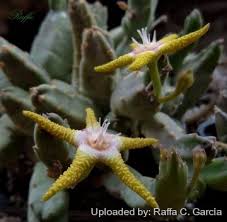 Image result for Eulophia flavopurpurea