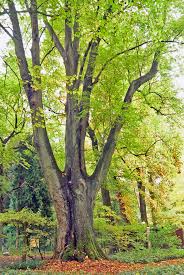 Ein Einzigartiges Arboretum Am Niederrhein Sequoiafarm Kaldenkirchen Ausflug Freizeitpark Mammutbaum