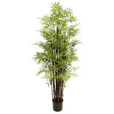 A bamboo hardy to 0 f in the ground may suffer cold damage at 10f when grown in a. Greenery Imports New Zealand S Largest Importer Of Artificial Plants