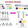 The probability that she has missed a white progeny plant has dropped to 7/16 = 0.4375. Https Encrypted Tbn0 Gstatic Com Images Q Tbn And9gcto2zoabm4y2v5iarptsn8nupya2ekk5idfook50nba8o6zfeqr Usqp Cau