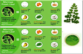 Pokok dan lenggai pokok kelor (moringa oleifera). Malaysia Moringa Oleifera Global Solution Posts Facebook