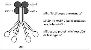 From wikimedia commons, the free media repository. Via De Las Lectinas Del Sistema De Comple Mento Download Scientific Diagram
