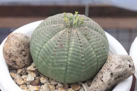 Image result for Euphorbia zambesiana