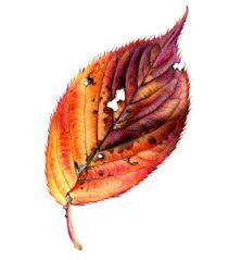 How to color with watercolor pencils (drawing tutorial): Autumn Leaves Botanical Drawing In Colored Pencil W Crystal Shin