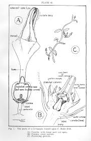 Image result for Ceropegia stenantha